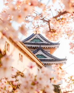 Wakayama Castle Sakura Season - Loïc Lagarde