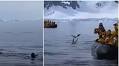 A brave penguin evades hungry killer whales by taking a last-chance leap of faith