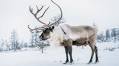 Wild Kamchatka: Visiting Russia's Nomadic Reindeer Herders