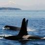Op-Ed: The Orca Whales Didn’t Hire Toby Thaler