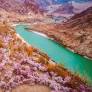 Driving Through The Apricot Bloom In Ladakh's Aryan Valley