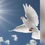 Anne D'Avanzo Wuertz Obituary - Visitation & Funeral Information
