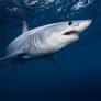 Mako shark | Size, Diet, & Facts