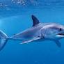 Mako shark mascot chosen, but school committee tables vote