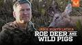 Roe Deer and Pigs | Janis Returns to Latvia