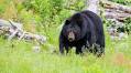 Meet Donnie Vincent, A Bear Hunting Conservationist