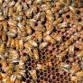 Drought puts a sting on North Carolina's bee population