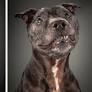 Old Faithful: Warm And Intimate Photos Of Really Old Dogs