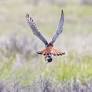 Raptor Center rehabilitates, releases American kestrel after airport injury