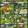 West central Michigan tree fruit update – June 9, 2026