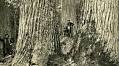 What Will It Take to Restore the American Chestnut Tree?
