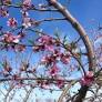 Southeast Michigan fruit update – April 29, 2026