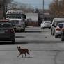 ¡Todos alerta! Ninguna zona de la ciudad exenta del riesgo por rickettsiosis: SS
