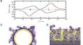 Micelle-directed chiral seeded growth on anisotropic gold nanocrystals
