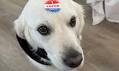Unofficial election results: Barnes, Dwyer and Cawley-Black lead election for Ocean City Board of Education