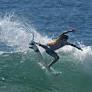 Results for Mateus Herdy at Bonsoy Gold Coast Pro 2026
