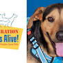 Pet of the Month with Operation Pets Alive: Meet Cody