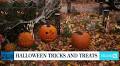 Halloween Tricks and Treats with Lynn Lilly