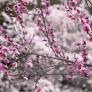 Amanda Michelle Riess Obituary April 14, 2026