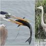 Natural Connections: Feeding a Familiar Friend