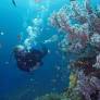 For art’s sake: Courtney Mattison: marine conservation science and sculpting