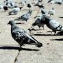 These city birds once saved lives — now they're struggling to survive