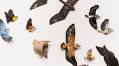 Sarah Conti’s Expressive Ceramic Birds Migrate Through Social and Environmental Issues