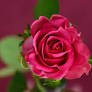 Obituary for Jo Anne Hughes