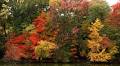 Peak fall color predicted for mid-October in Northern Ohio