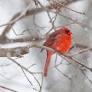 Fat Bird Week returns, here's how to take part