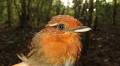 Bright light bars big-eyed birds from human-altered landscapes