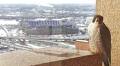 A Highrise for Peregrines