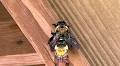 Amy-Lynn Albertson: Bees in the Lawn?: Bees, bees, bees