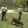 The nose knows: K-9s track woman who fell down 200-foot ravine in San Bernardino Mountains