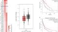 Long Non-coding RNA LINC-PINT Suppresses Cell Proliferation and Migration of Melanoma via Recruiting EZH2