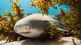 Can we undo extinction? A growing effort to restore lost sharks