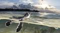 Breathtaking Turtle Season at Heron Island