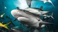 Bahamas sharks: protected for nearly 30 years