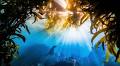 Nature Conservancy’s global photo contest winners 2019 | Wildlife