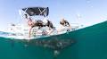 Shark cam captures life and death struggles of predator and prey
