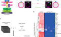 Centromere positioning orchestrates telomere bouquet formation and the initiation of meiotic differentiation