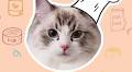 Creators On The Rise: Cat Chef That Little Puff Is Stirring Up A Purrfect Recipe For Social Media Stardom