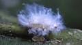 Those white puff balls you see floating in the air? They are actually alive