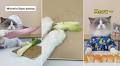Cat becomes social media sensation by showing off his kitchen skills