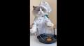 ‘Chef’ cat on Instagram tries different food hacks, video impresses netizens | Trending