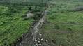 Colonialism and environmental preservation in Brazil | D+C - Development + Cooperation