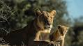A sobering new video from Beverly and Dereck Joubert on World Lion Day