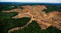 How palm oil cultivation in Borneo is threatening the ecosystem everywhere