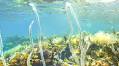 Film goes into depth on shallow bays | University of Gothenburg