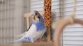 ‘Boogie-Loving’ Baby Budgie’s Funny Dance Is Pure Sunshine